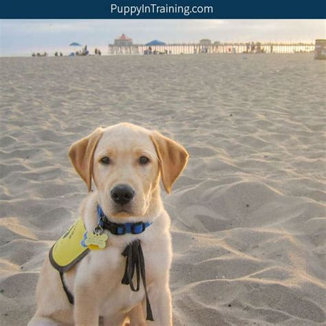 Essentially, your puppy will live in a boarding facility for. How Much Does A Guide Dog Cost? - Puppy In Training