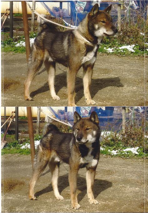 The Nihon Ken 201303 Available Adult Shikoku Male