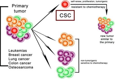 The Cancer Stem Cell Hypothesis Adapted From Lobo Et A Open I