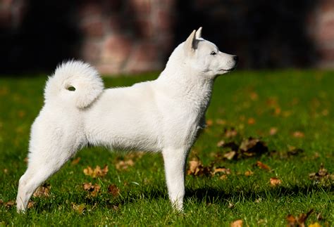 10 Japanese Dog Breeds That Will Melt Your Heart With Their Cuteness