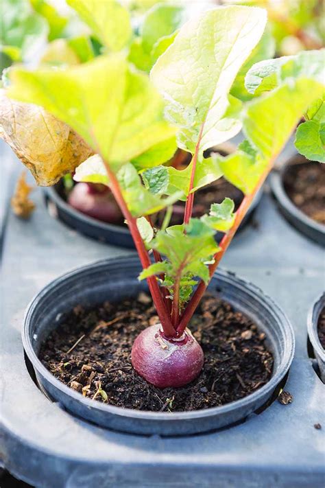 How To Grow Beets In Containers Gardener S Path Gardenerpath