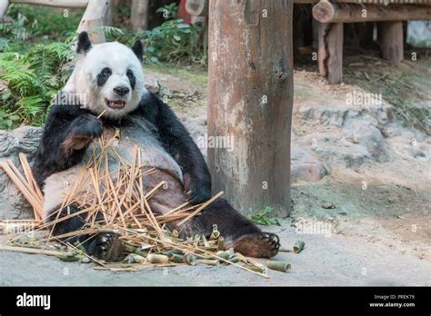 A Female Giant Panda Bear Enjoy Her Breakfast Of Well Selected Young