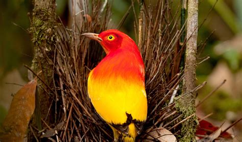 What The Flame Bowerbird Can Do With Its Eyes Is Mesmerising