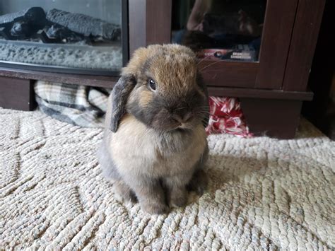 Gwendolyn The Worlds Cutest Bunny Rrabbits