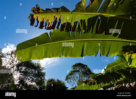 Palm Leaves At Malaney Botanical Gardens Australia Stock Photo Alamy