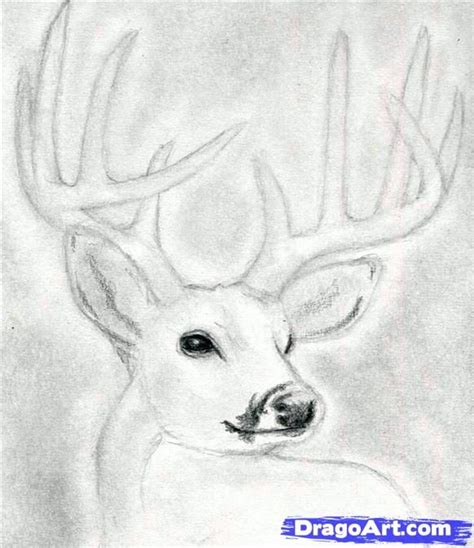 How To Draw A Deer Head Buck Dear Head Step 6 Deer Drawing Animal