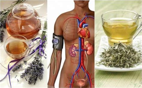 5 Herbal Remedies To Lower Blood Pressure Naturally Daily Health Valley