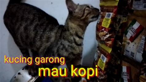 Kucing Garong Mau Kopi Youtube