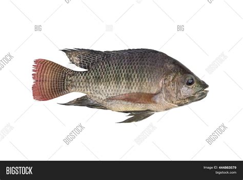 Nile Tilapia Fish Image And Photo Free Trial Bigstock