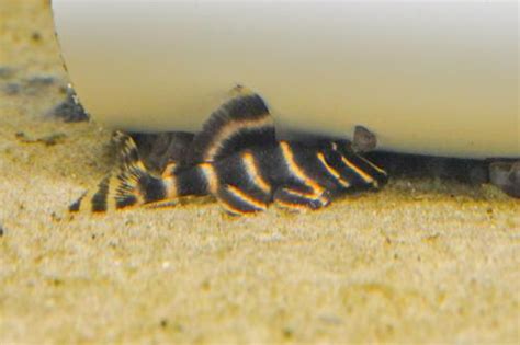 L204 Flash Pleco Panaqolus Albivermis Dans Fish