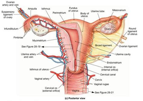 How To Check Your Cervix Position☝ Glow Community