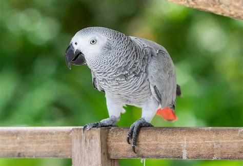 Top 10 Most Intelligent Talking Birds In The World Knowinsiders