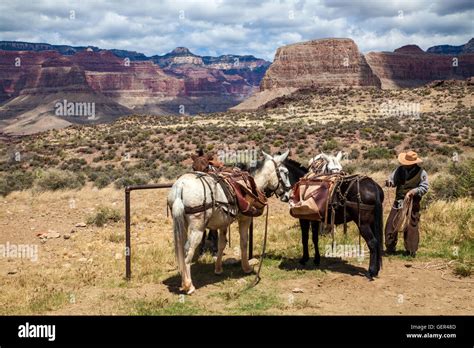 Cowboy Horse Hi Res Stock Photography And Images Alamy
