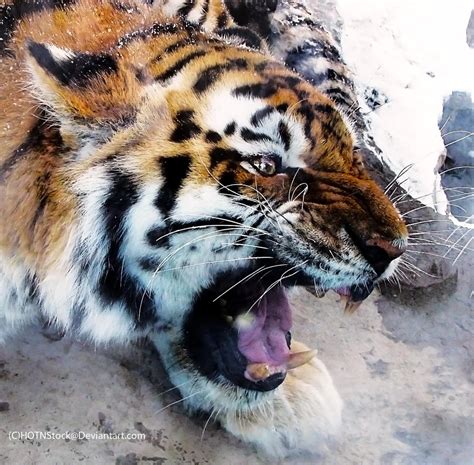 Amur Tiger Stock 17 Snarling By Hotnstock On Deviantart