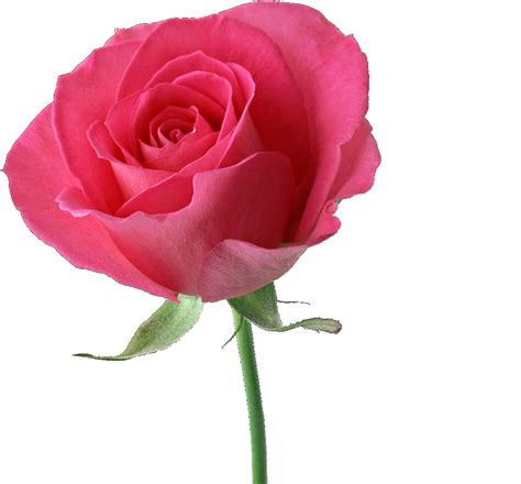 Download Rose Beautiful Pink Rose Png Image With No Background