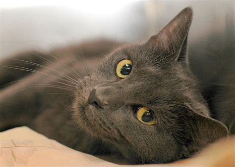 Check spelling or type a new query. Kitty cats in my life: Russian Blue - Dora - Medium ...