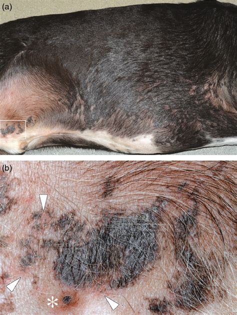Ciclosporin Therapy For Canine Generalized Discoid Lupus Erythematosus