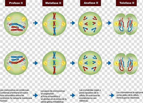 Metaphase mitosis = pmat metaphase: Meiosis Prophase Mitosis Cell division Chromosome, Meiosis Ii transparent background PNG clipart ...