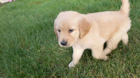 The english golden is such an amazing breed. Leo - light Golden Retriever Puppy - Ohio Breeder - YouTube