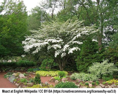 The Top 10 Small Flowering Trees Trees That Bring Color To Your Gardens