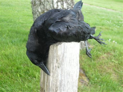 Dead Crow By Kaitrosebd Stock On Deviantart