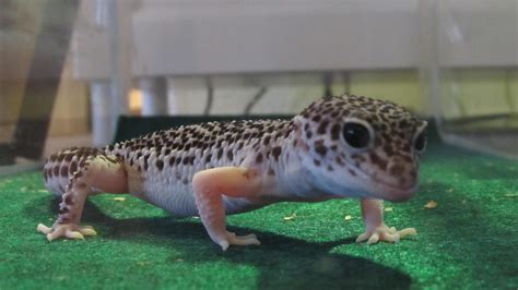 Leopard Gecko Shedding Rleopardgeckos