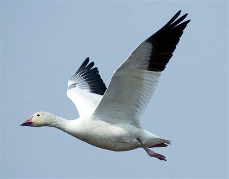 Snow Goose In Flight Snow Goose In Flight Forsythe Refuge By
