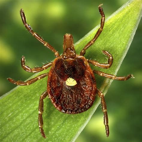Cdc Meat Allergy Caused By Tick Bite Is On The Rise