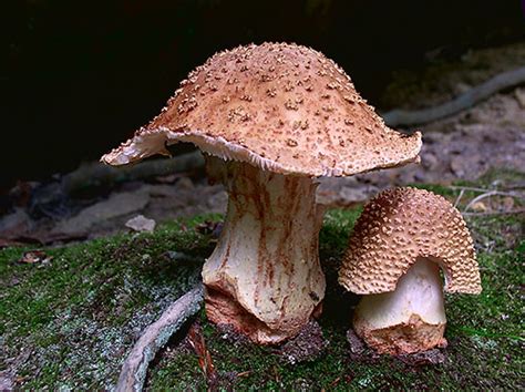 Mushrooms Growing In Cascade Park Elyria Ohio Warren Parsons Flickr