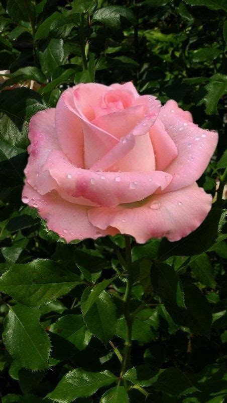 Bela Rosa 🌹🌿 Bela Rosa Beautiful Roses Pink Roses Love Flowers