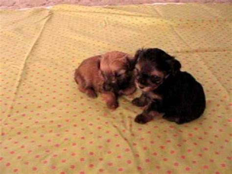 toy yorkie poo puppies youtube