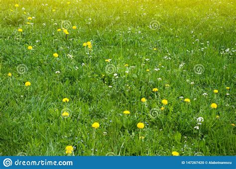 Spring Meadow With Dandelions And Other Spring Flowers Panoramic View