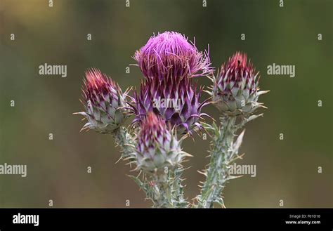 Thistle In Bloom Carduus Crispus Flower Stock Photo Alamy