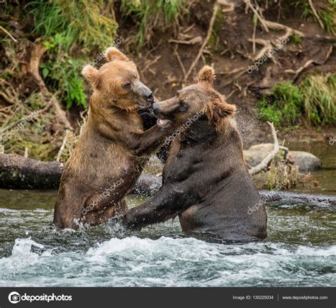 Two Brown Bears Fighting — Stock Photo © Gudkovandrey 135225034