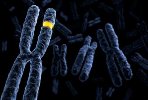 Deletion Duplication Of Chromosome 16 Segment May Confer Same Autism
