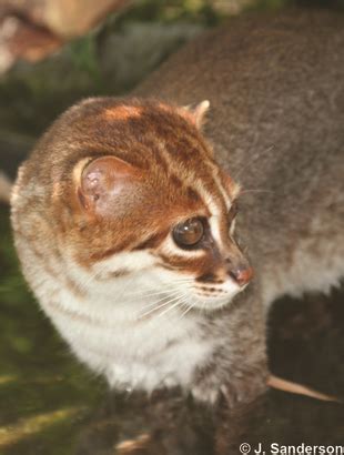 It was initially placed in the genus felis, but is now considered one. CatSG: Flat-headed cat