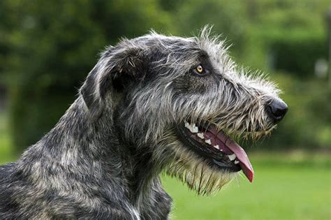 Irish Wolfhound Dog Breed Information Pictures Characteristics