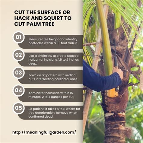 How To Kill A Palm Tree 5 Simple Method Explained