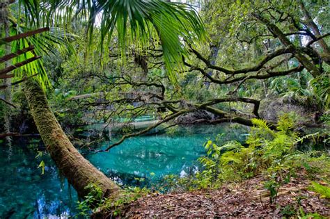 7 Prettiest Springs In Ocala You Must Visit Florida Trippers