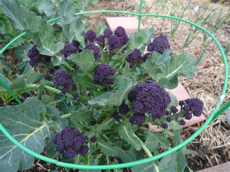 Get It Growing Variety Of Broccoli Types Provide A Year Round Harvest Sequim Gazette