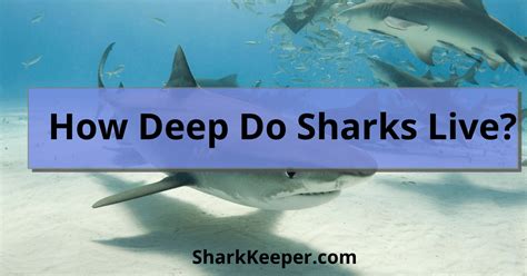 How Deep Do Sharks Live Shark Keeper