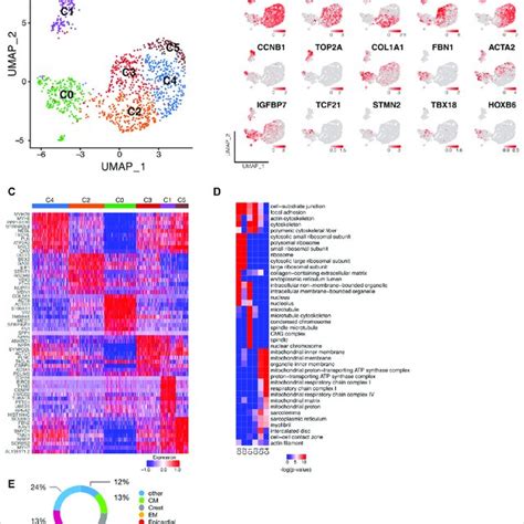 Single Cell Transcriptomic Analysis Identifies Subpopulations Of Human