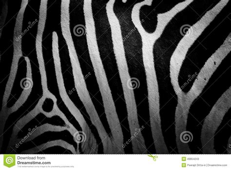 Zebra Skin Stock Photo - Image: 49854243