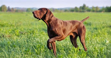 German Shorthaired Pointer Dog Breed Complete Guide Wiki Point