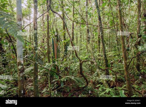 Tangle Of Lianas In The Understory Of Pristine Tropical Rainforest In