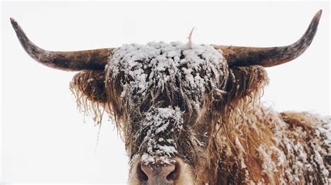 Snow Covered Highland Cow Photo Credit To Pete Walls 3840 X 2160