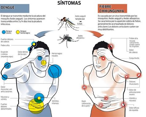 Virus Del Chikungunya