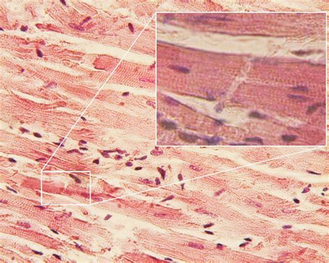 Cardiac muscle - Wikipedia
