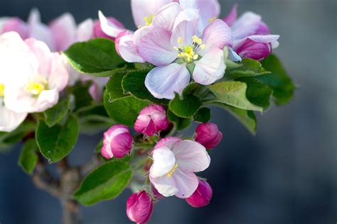 Free Images Nature Flower Petal Bloom Orchard Spring Botany