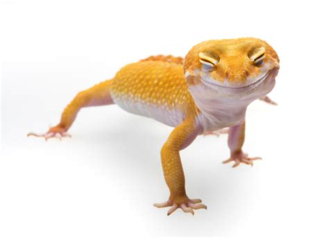 Gastrointestinal Tract Infection in Reptiles | petMD
